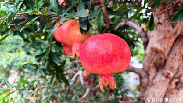 简配资 小石榴大产业! 枣庄市峄城区多元融合绘就乡村振兴新图景